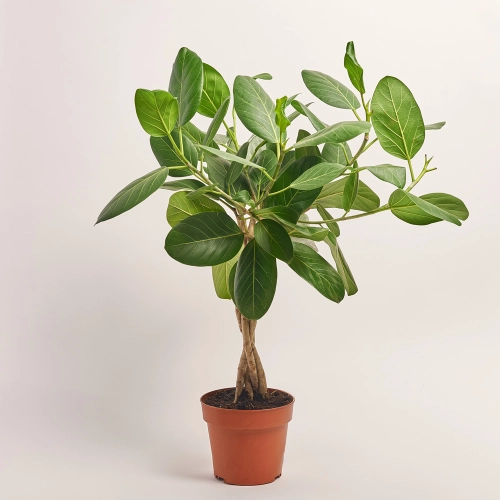 Фікус бенгальський Одрі, артикул: 41249 Зображення товару Фікус бенгальський Одрі, артикул: 41249