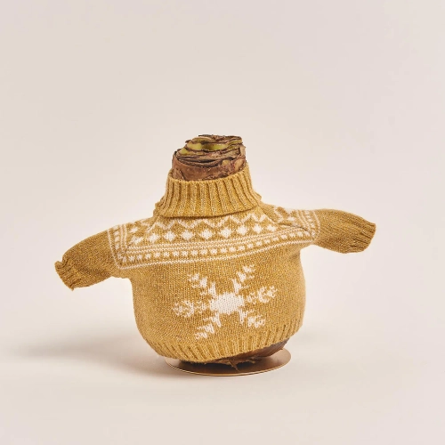 Амариліс мікс у шкарпетці, артикул: 43395 Зображення товару Амариліс мікс у шкарпетці, артикул: 43395