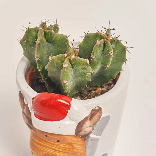 Зображення товару Кактус "Новорічний мікс" в кер., артикул: 53597