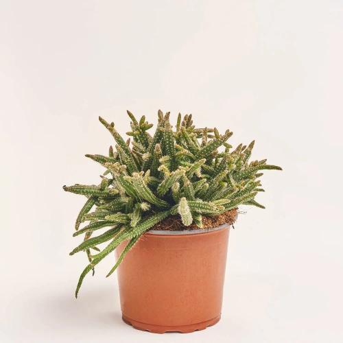 Зображення товару Рипсаліс Барчела, артикул: 57463