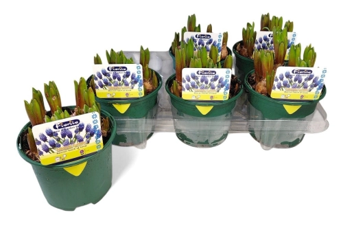 Мускарі біколор, артикул: 56894 Зображення товару Мускарі біколор, артикул: 56894