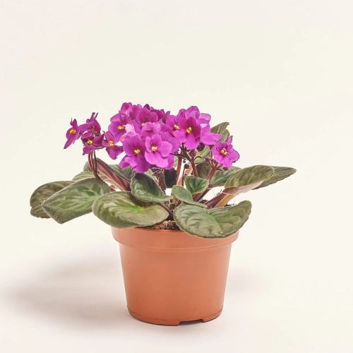 Зображення товару Сенполія мікс, артикул: 18381