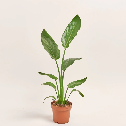 Стреліція Регіна, артикул: 39639 Зображення товару Стреліція Регіна, артикул: 39639