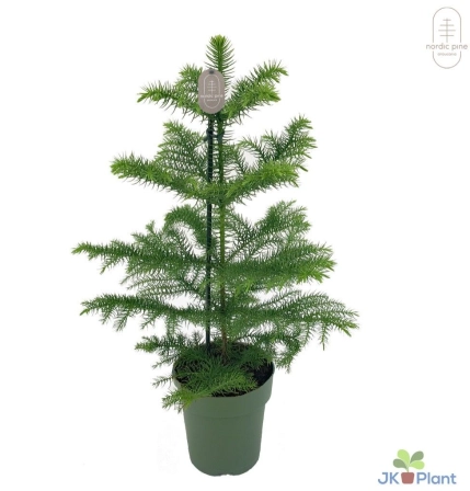 Зображення товару Араукарія Нордік Пайн, артикул: 53319