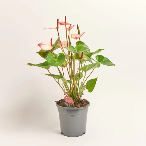 Зображення товару Антуріум Фламінго Пінк, артикул: 57314