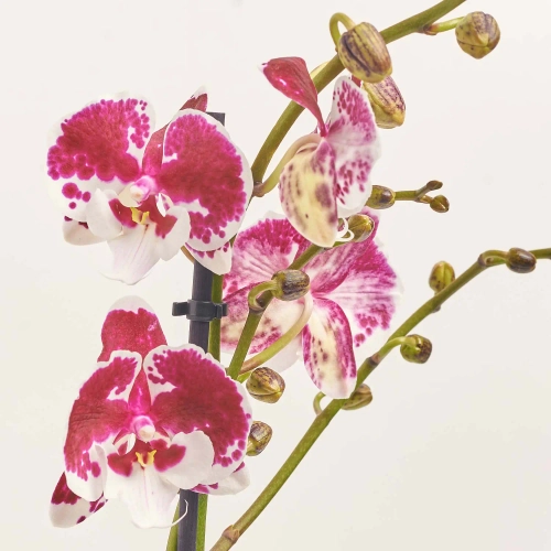 Зображення товару Фаленопсис 1ст. мікс, артикул: 17941