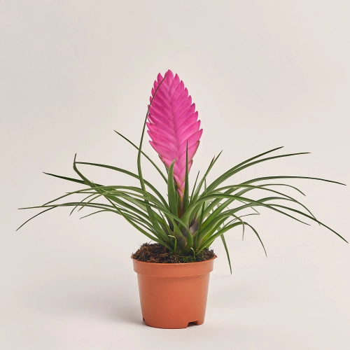 Зображення товару Тілландсія мікс, артикул: 52845