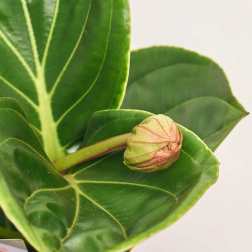 Зображення товару Медініла Ламбада, артикул: 56892