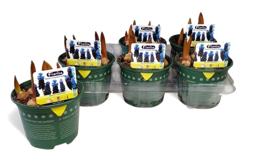 Мускарі Латифоліум, артикул: 56893 Зображення товару Мускарі Латифоліум, артикул: 56893