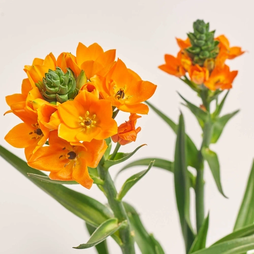 Зображення товару Орнітогалум, артикул: 56996