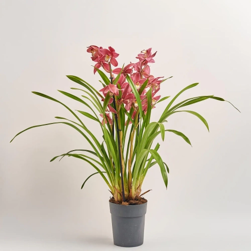 Цимбідіум мікс 3ст., артикул: 34763 Зображення товару Цимбідіум мікс 3ст., артикул: 34763