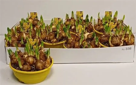 Нарцис Тет-а-Тет, артикул: 55687 Зображення товару Нарцис Тет-а-Тет, артикул: 55687