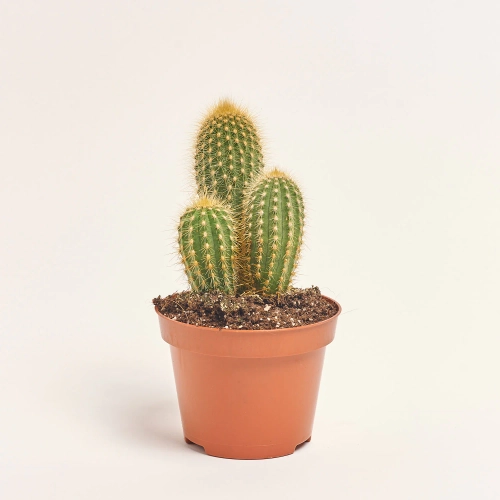 Зображення товару Кактус мікс, артикул: 18135