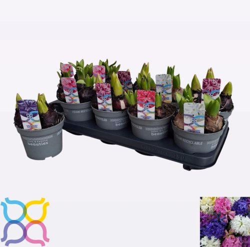 Зображення товару Гіацинт мікс, артикул: 57144