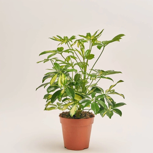 Шефлера Герда, артикул: 1455 Зображення товару Шефлера Герда, артикул: 1455