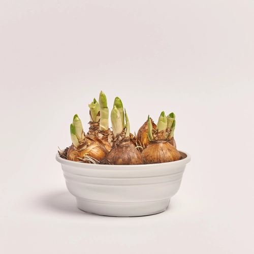 Нарцис Брайдал Краун, артикул: 45491 Зображення товару Нарцис Брайдал Краун, артикул: 45491