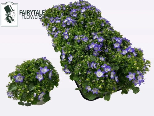 Кампанула біколор, артикул: 56748 Зображення товару Кампанула біколор, артикул: 56748