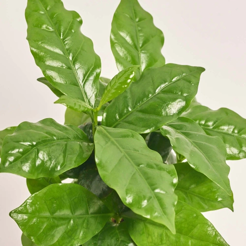 Зображення товару Кава Арабіка в кер., артикул: 56634