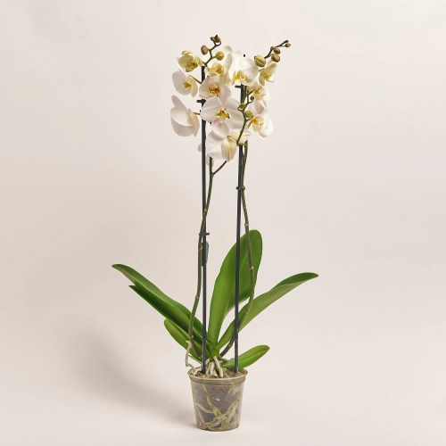 Фаленопсис 2ст. Мімесіс мікс, артикул: 33021 Зображення товару Фаленопсис 2ст. Мімесіс мікс, артикул: 33021