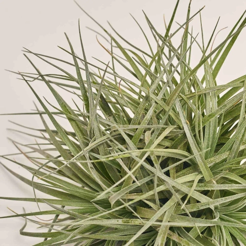 Тілландсія Супер Сільвер XXL, артикул: 53758 Зображення товару Тілландсія Супер Сільвер XXL, артикул: 53758