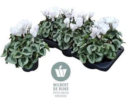 Цикламен Супер Рембренд білий, артикул: 53620 Зображення товару Цикламен Супер Рембренд білий, артикул: 53620