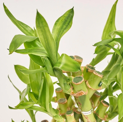 Зображення товару Бамбук Лакі в кераміці плетений, артикул: 56040