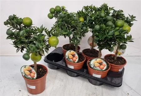 Зображення товару Цитрофортунелла Чінотто мандарин, артикул: 53911