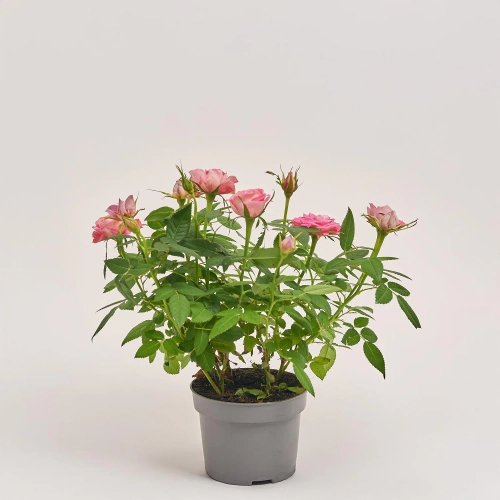 Зображення товару Троянда Кордана Фейм, артикул: 39486