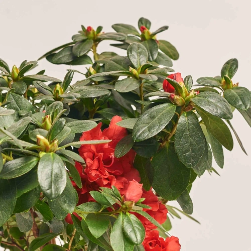 Азалія мікс штамбова, артикул: 1186 Зображення товару Азалія мікс штамбова, артикул: 1186