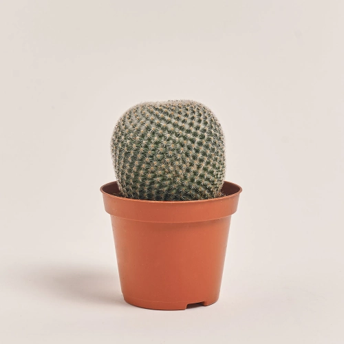 Зображення товару Кактус Бол мікс, артикул: 55000