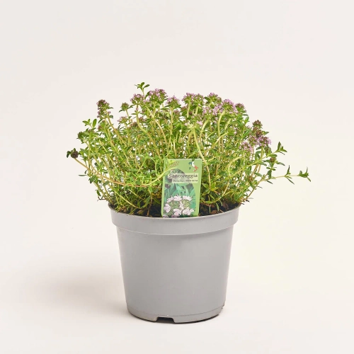 Зображення товару Мікс пряних трав, артикул: 36076