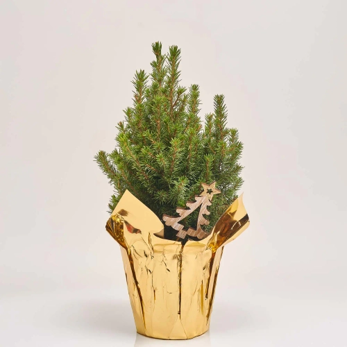 Ялина Перфекта декор, артикул: 53917 Зображення товару Ялина Перфекта декор, артикул: 53917