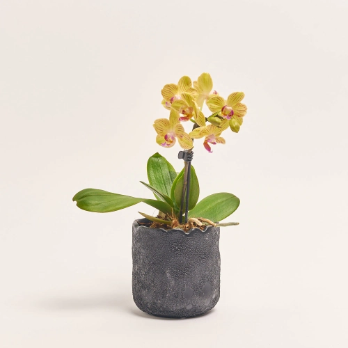 Зображення товару Фаленопсис Мф 1ст. мікс в кер., артикул: 24738