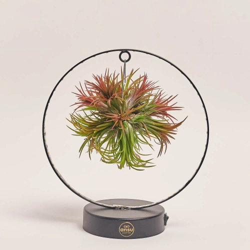 Тілландсія Рінг із підсвіткою, артикул: 44898 Зображення товару Тілландсія Рінг із підсвіткою, артикул: 44898