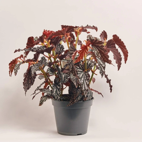 Зображення товару Бегонія Макулата Спотл Дарк, артикул: 55244