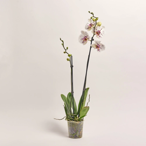Зображення товару Фаленопсис 2ст. мікс, артикул: 18519