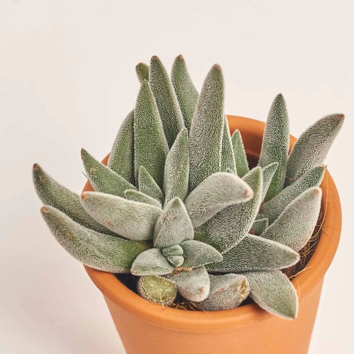 Зображення товару Сукулент мікс у глин. горщ., артикул: 49755