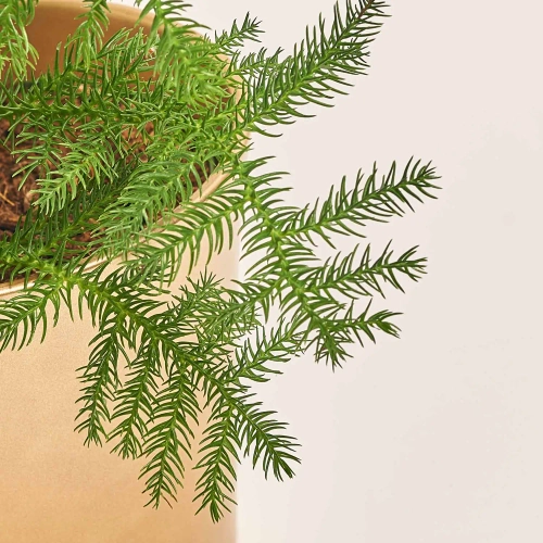 Араукарія та Кашпо Сет 342, артикул: 53727 Зображення товару Араукарія та Кашпо Сет 342, артикул: 53727