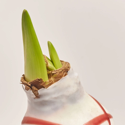 Зображення товару Амариліс мікс у воску, артикул: 54828