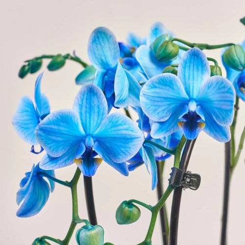 Зображення товару Фаленопсис фарб. каскад 2ст. мікс, артикул: 53484