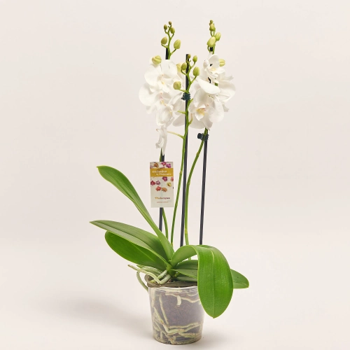 Зображення товару Фаленопсис 2ст. мікс, артикул: 25844