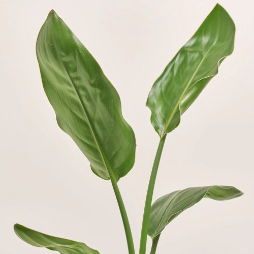 Стреліція Регіна, артикул: 51979 Зображення товару Стреліція Регіна, артикул: 51979