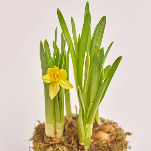 Нарцис Тет-а-тет в кер., артикул: 45720 Зображення товару Нарцис Тет-а-тет в кер., артикул: 45720