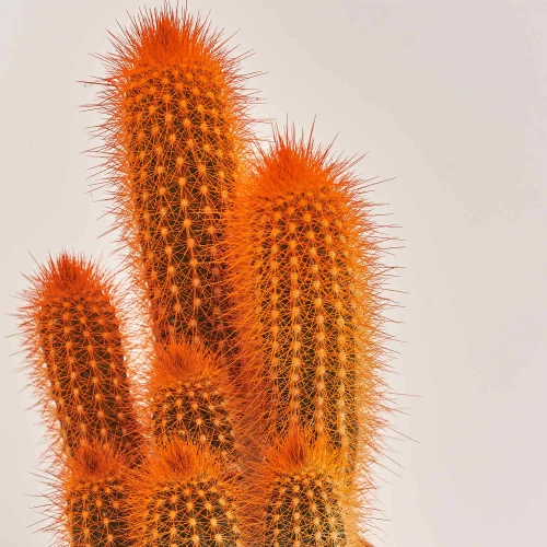 Зображення товару Кактус Рейнбов, артикул: 4578