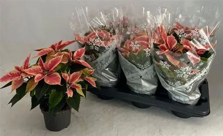 Зображення товару Пуансетія Крісмас Марбл, артикул: 54364