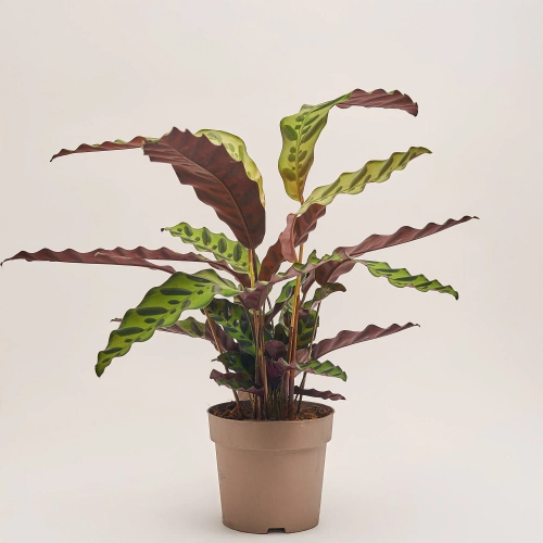 Зображення товару Калатея Ланцифолія, артикул: 54171