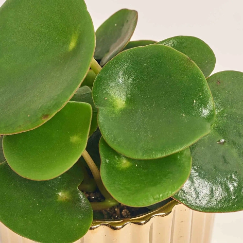 Зображення товару Пеперомія Каперата мікс в кер., артикул: 52072