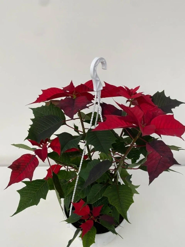 Пуансетія червона підвіска, артикул: 53652 Зображення товару Пуансетія червона підвіска, артикул: 53652