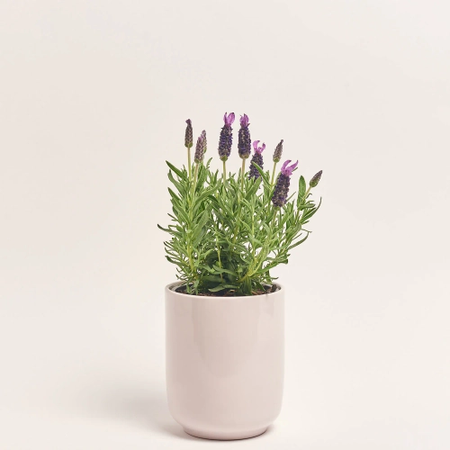 Зображення товару Лаванда та Кашпо Сет 221, артикул: 57563