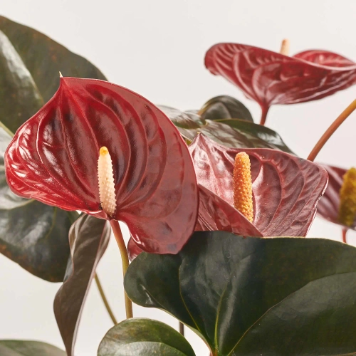 Зображення товару Антуріум Деліката, артикул: 57432